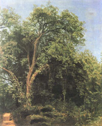 Дерево в парке Гиджи (А.А. Иванов)