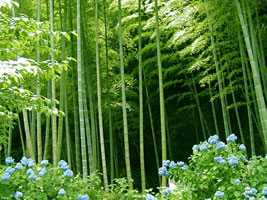 Бамбук - символ искренности 