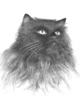 Кошка (Рисунок углём)