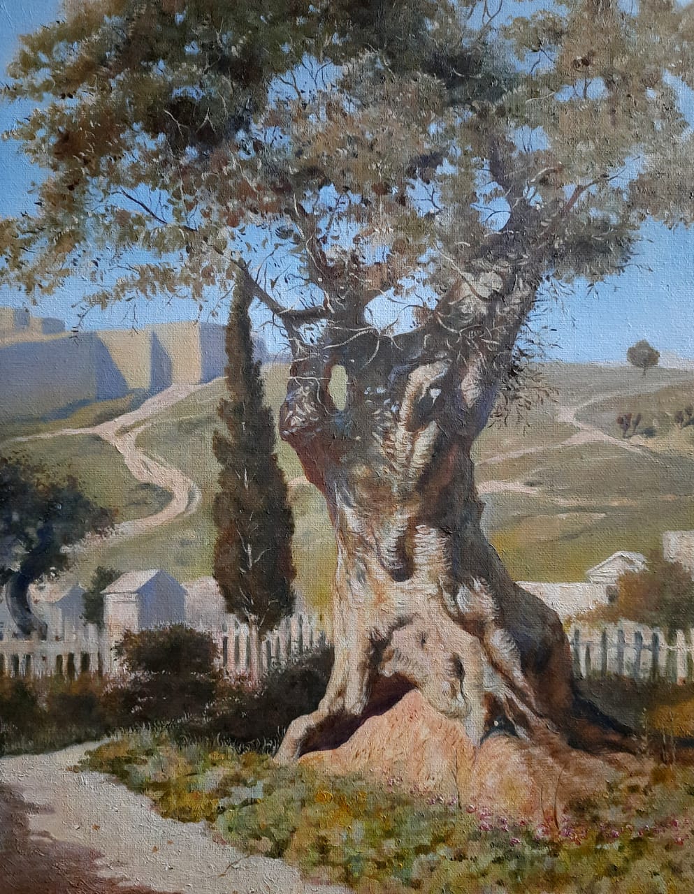 Олива в Гефсиманском саду